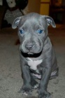 americkho pitbull terira