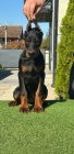 DOBERMAN tata na prodej