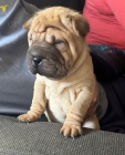 tata okovan shar-pei.