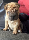 tata okovan shar-pei.