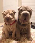 shar-pei.