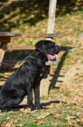 Fenka Cane Corso na prodej