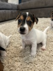 tata jack russell terira.