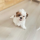 tata SHIH TZU