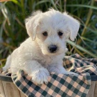 tata West Highland White Terriers