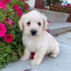 tata West Highland White Terriers