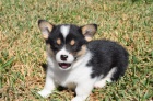 Prodm tata Pembroke Welsh Corgi