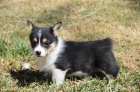 Prodm tata Pembroke Welsh Corgi