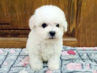 Bichon Frise puppies available for sale.