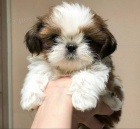 tata SHIH TZU