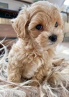 tata Maltipoo