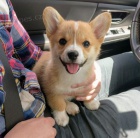 tata Pembroke Welsh Corgi