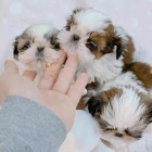 tata SHIH TZU