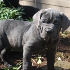 tata italskho Cane Corso