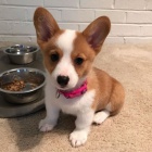 tata Pembroke Welsh Corgi