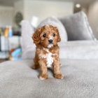 tata Maltipoo