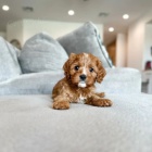 tata Maltipoo