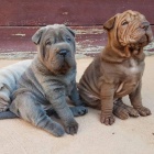 shar-pei.