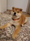 Shiba Inu tata na prodej