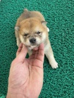 Shiba Inu tata na prodej