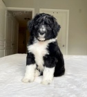 Prodm tata AUSSIEDOODLE