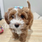 tata Cavapoo