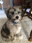 Mini Schnoodle tata