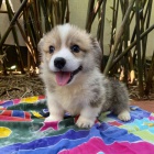 tata Pembroke Welsh Corgi