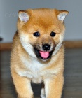 tata shiba inu