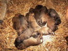 Belgick ovk malinois
