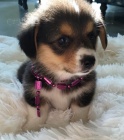 tata Pembroke Welsh Corgi