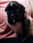 Nemeck boxer, teniatka, krtky chvost 