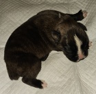 Nemeck boxer, teniatka, krtky chvost 
