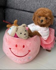 toy pudla