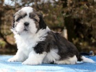 Shih-tzu, i-tzu ttka s PP FCI