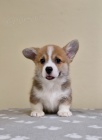 Welsh Corgi Pembroke tata