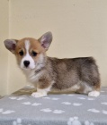 Welsh Corgi Pembroke tata