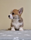 Welsh Corgi Pembroke tata