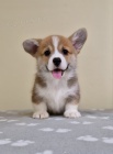 Welsh Corgi Pembroke tata