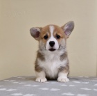 Welsh Corgi Pembroke tata