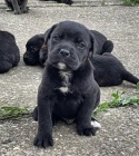 Cane Corso tata