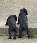 Cane Corso tata