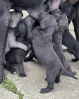 Cane Corso tata