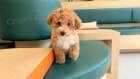 tata Cavapoo