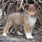 tata sheltie k adopci