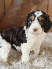 Mini Springerdoodle