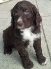 Mini Springerdoodle