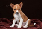 ttka Basenji