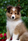TATA SHELTIIE