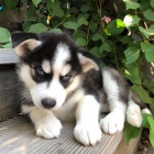 mini tata sibiskho huskyho